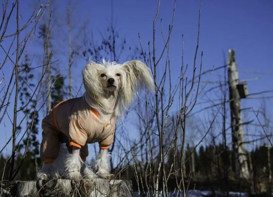 Chinese Crested Dog