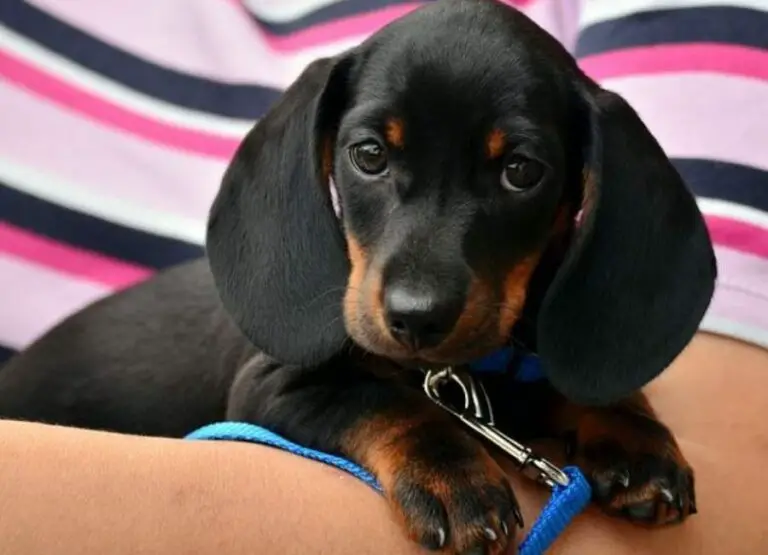 8 Most Common Dachshund Behavior Problems