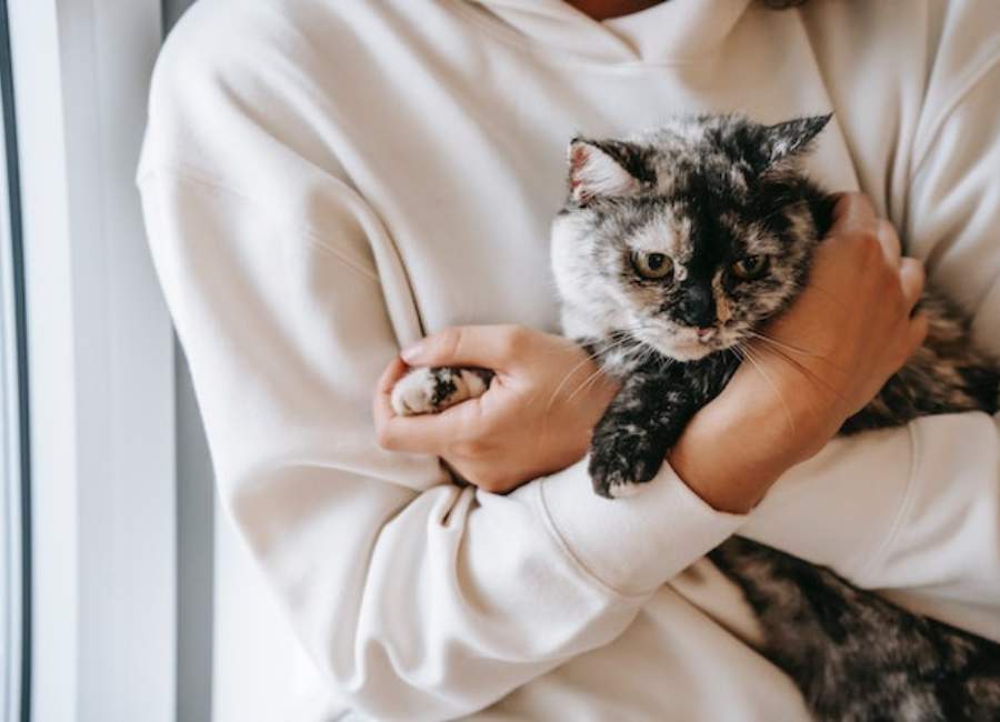 Do Cats Really Love Their Owners