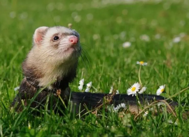 Ferret Whimpering [Causes & Tips]