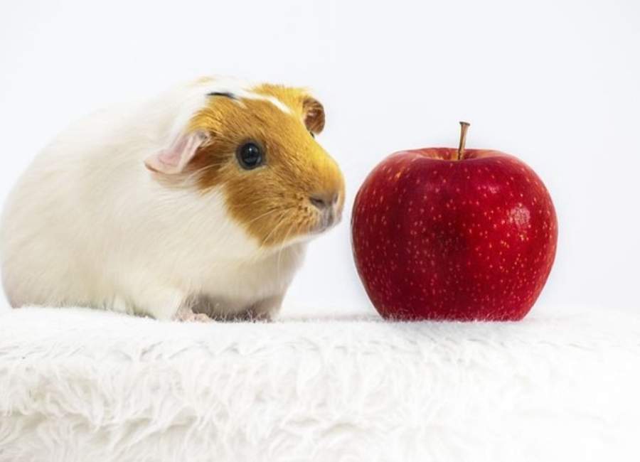 Fruits And Veggies For Guinea Pigs