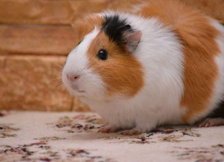 Guinea Pigs Poop A Lot