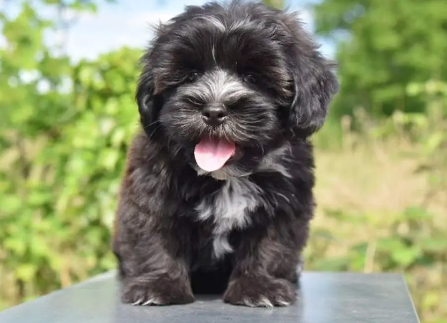 Havanese