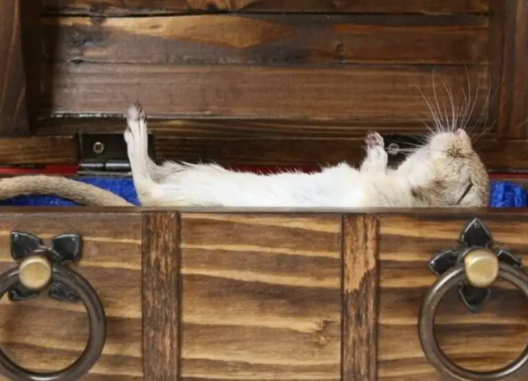 10 Most Common Hibernating Hamster Signs