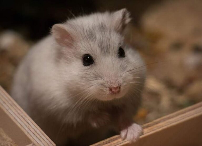 How Do You Know If Your Hamster Is Pregnant [10 Signs]