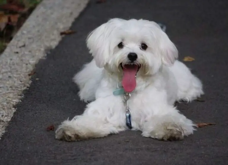 Why Is My Maltese Dog Biting [Answered]