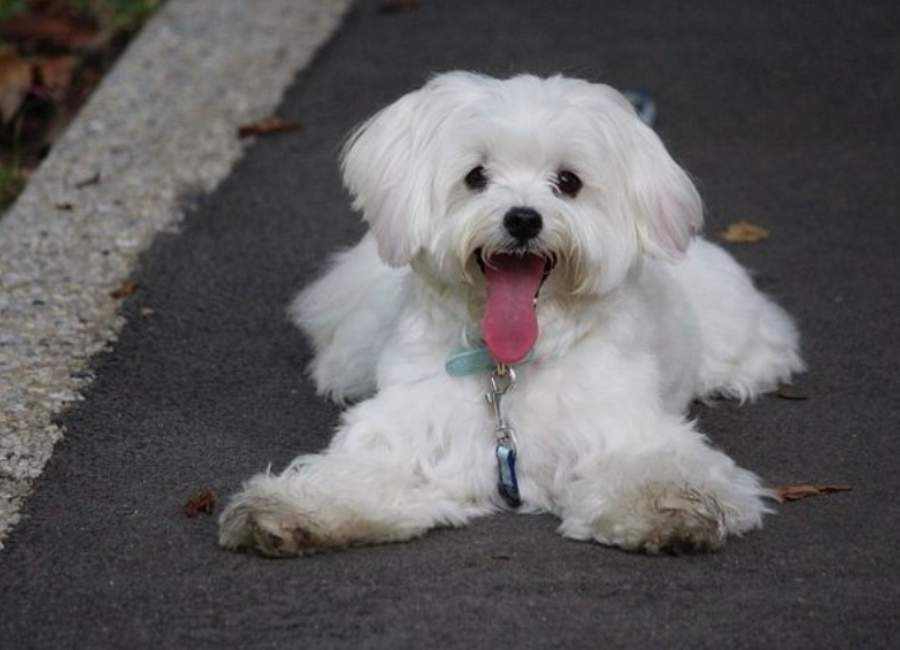 How To Tire Out A Maltese Dog
