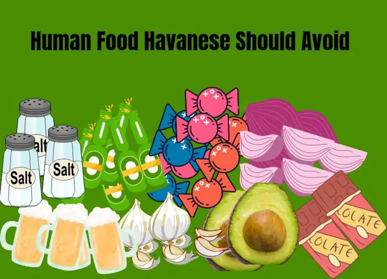 13 Top Human Food Havanese Should Avoid