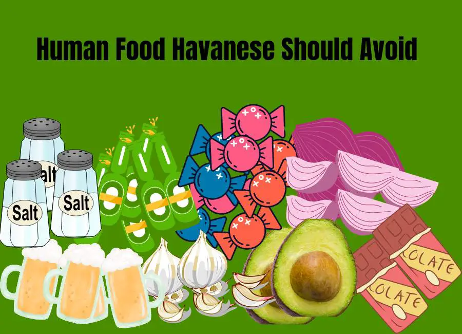 Human Food Havanese Should Avoid