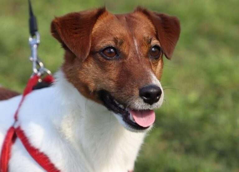 10 Common Jack Russell Terrier Behavior Problems