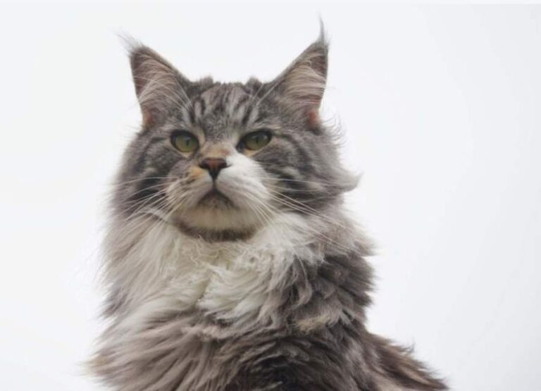 10 Causes of Long Hair Cats Shedding & Tips