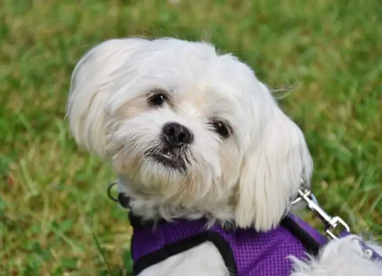 9 Common Maltese Behavior Problems & Tips