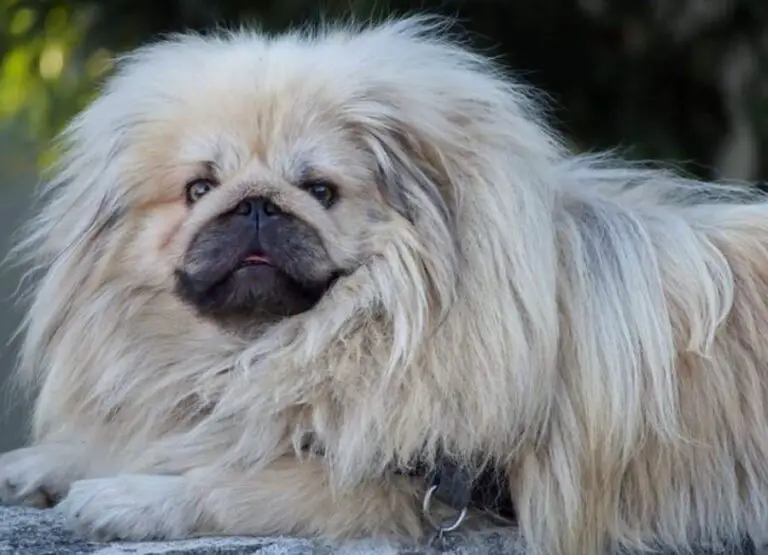 6 Tips For Pekingese Grooming And Care