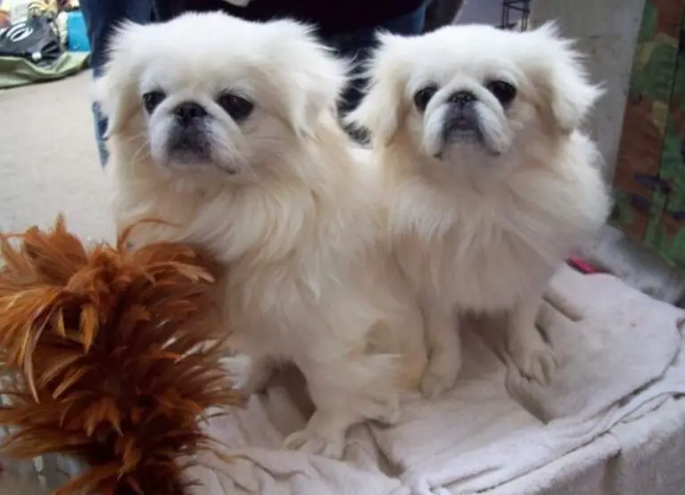 Pekingese Size And Weight [Explained]