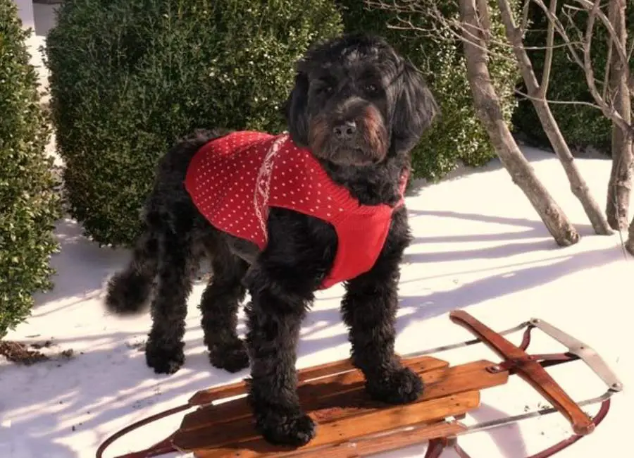 Portuguese Water Dog