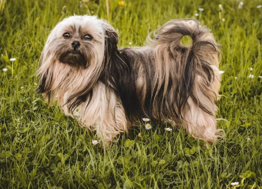 9 Top Laid Back Dog Breeds That Don't Shed Much