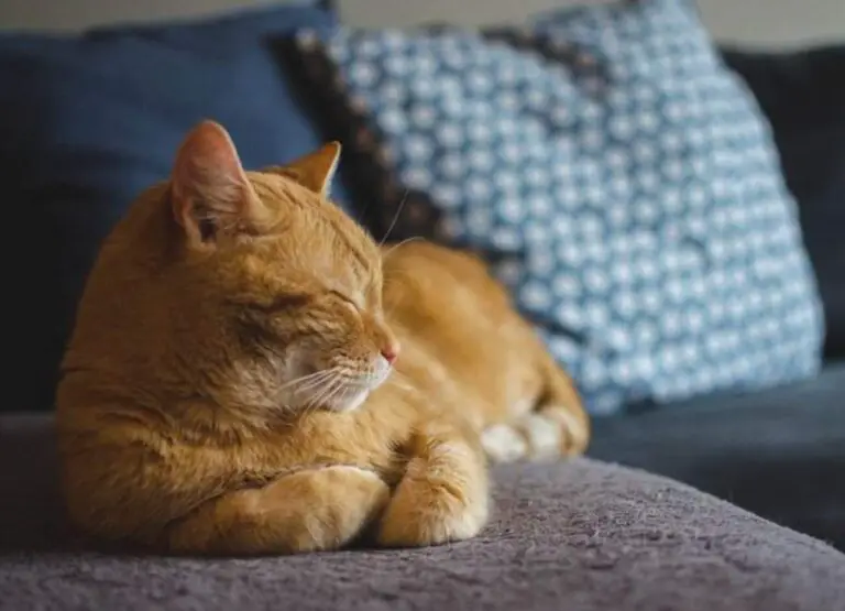 10 Common Signs Your Cat Is Getting Ready To Die