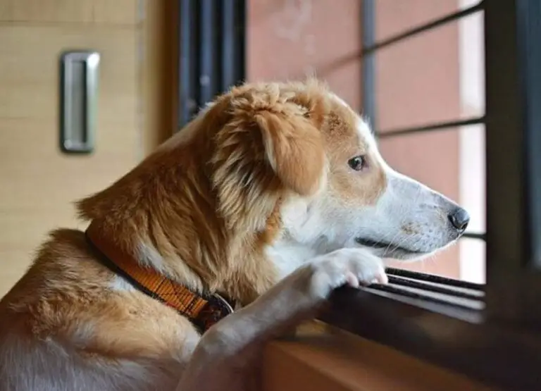 12 Most Common Signs Your Dog Has Anxiety