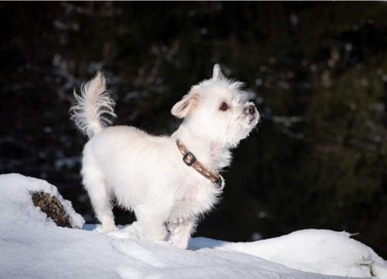 12 Helpful Tips For Socializing Havanese