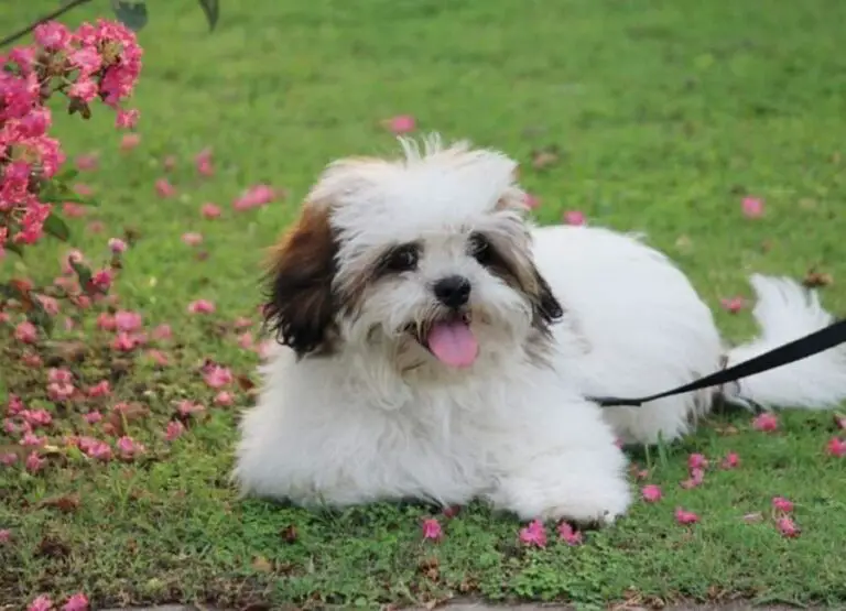 12 Common Ways Of Socializing Lhasa Apso Dog