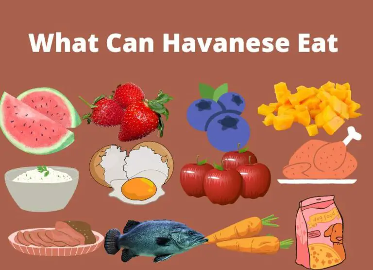 What Can Havanese Dogs Eat [18 Human Food]