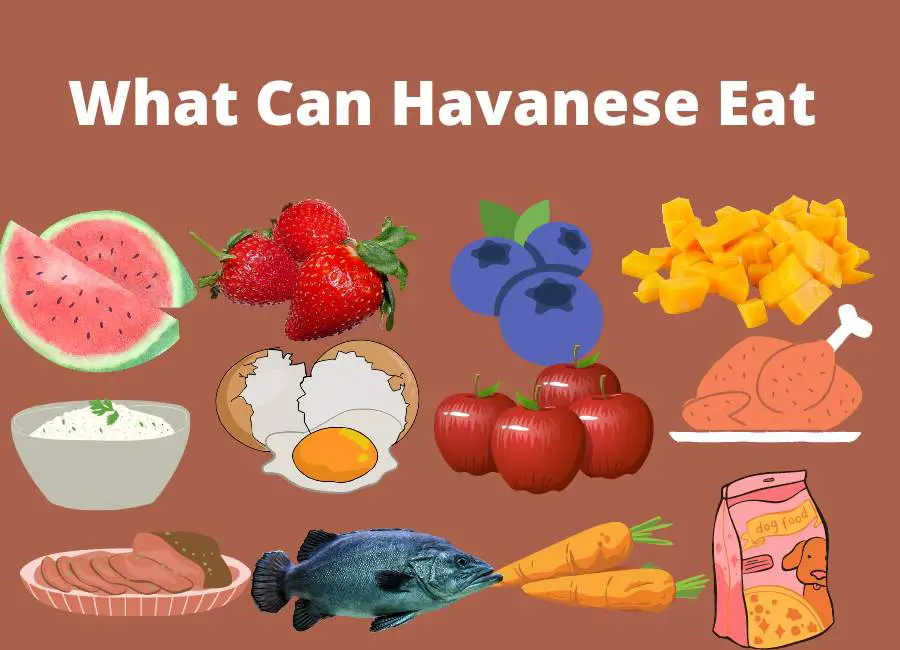 What Can Havanese Dogs Eat