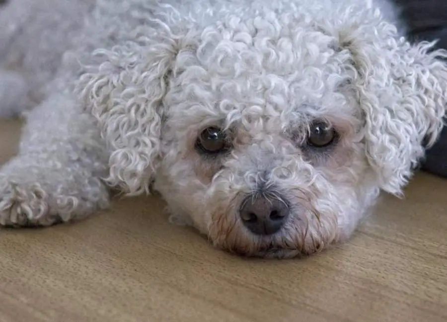 What Do Bichon Frisé Usually Die From