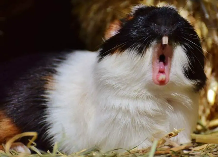 What To Do If a Hamster Bites You