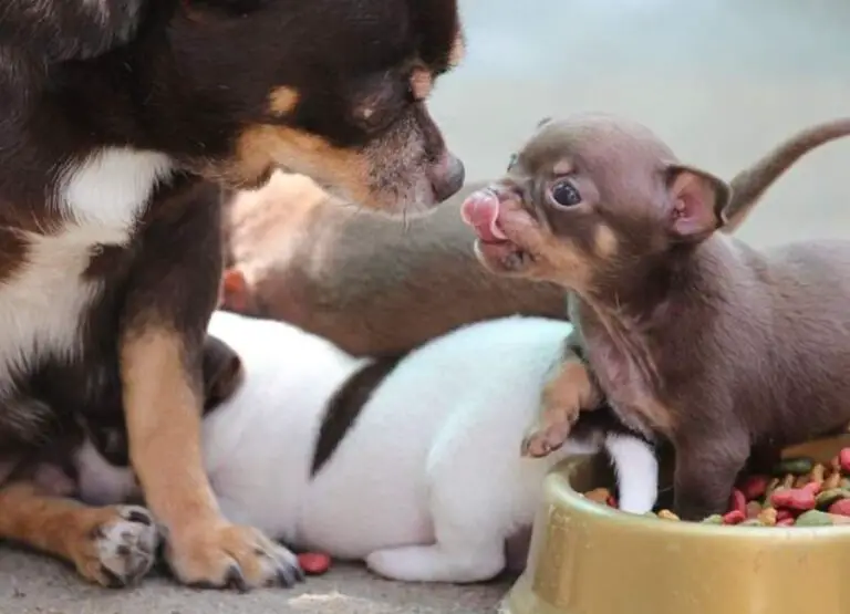 Why Do Chihuahuas Growl So Much [10 Hints]