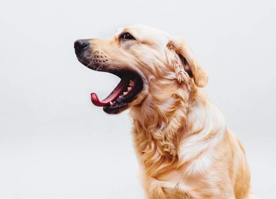 Why Do Dogs Yawn So Much