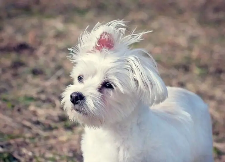 Why Is My Maltese Dog Smelling [10 Reasons]