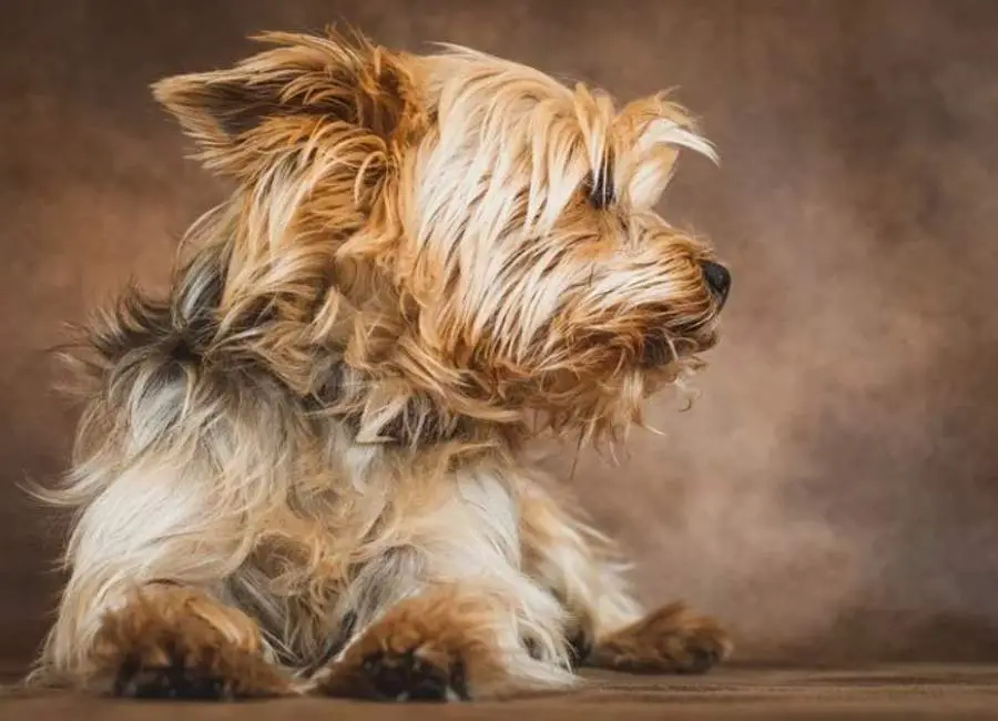 Yorkshire Terrier