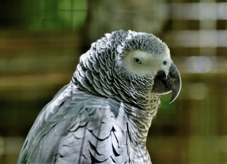 10 Top Signs of an Unhappy African Grey