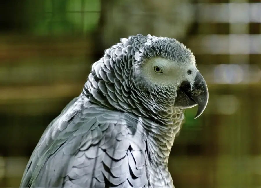 Signs of an Unhappy African Grey