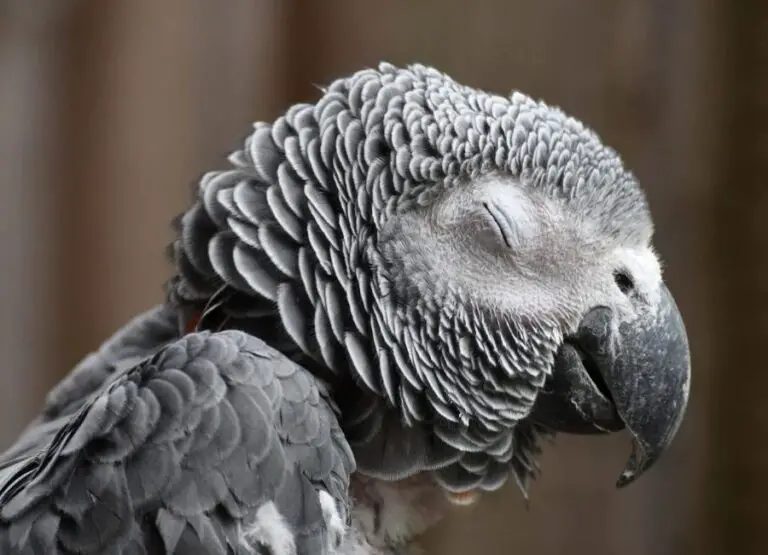 11 Top African Grey Parrot Sick Symptoms