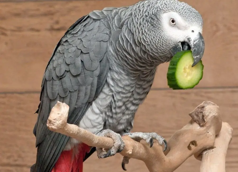 How To Keep African Grey Parrots Happy
