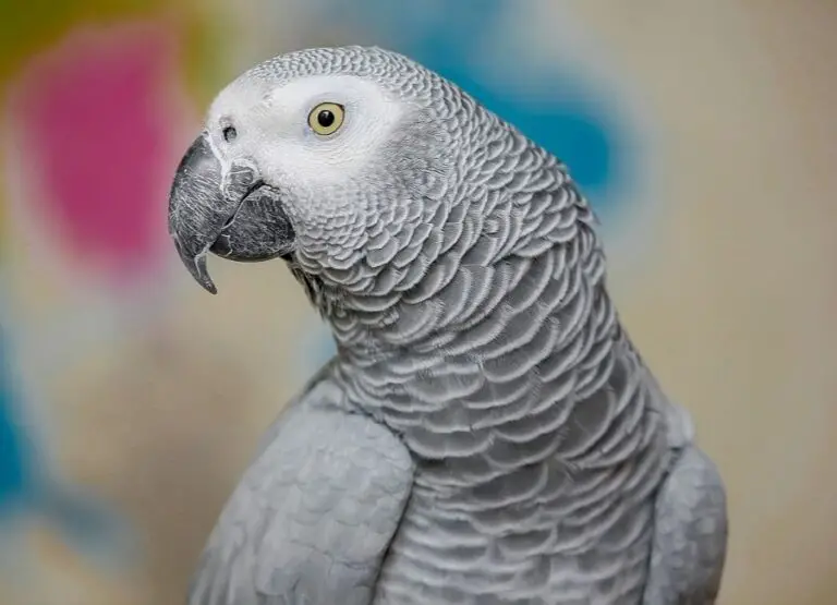 12 Top Signs Of A Happy African Grey