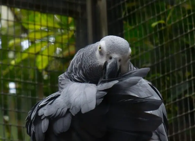 Why is my African Grey Aggressive [10 Hints]