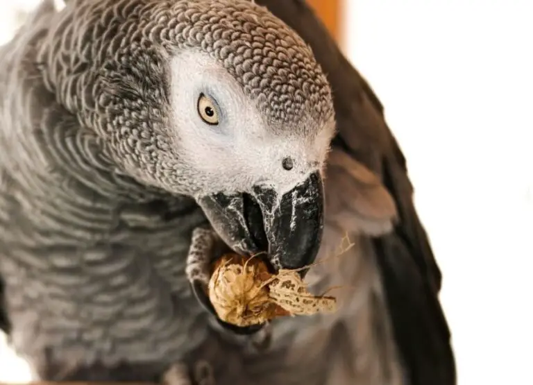 How to Get an African Grey to Like You [12 Tips]