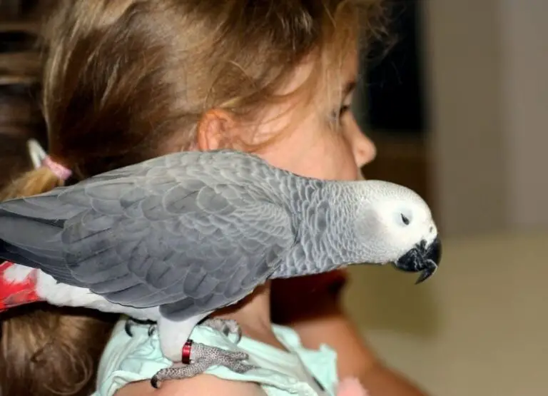 Are African Greys Friendly [Useful Tips]