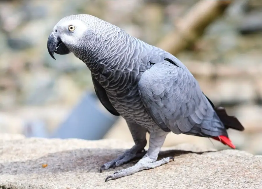 African Grey Parrot Life Expectancy
