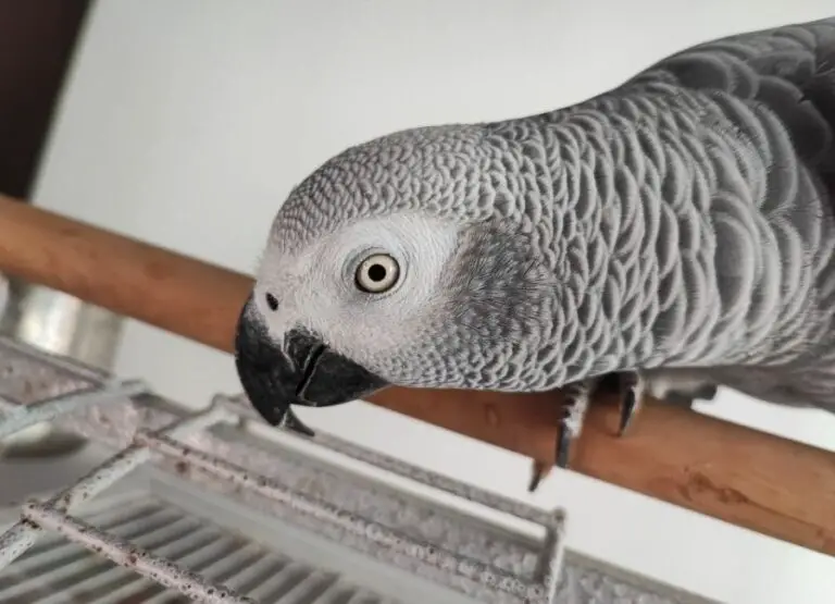 How Long Can African Grey Parrots be Left Alone [Hints]