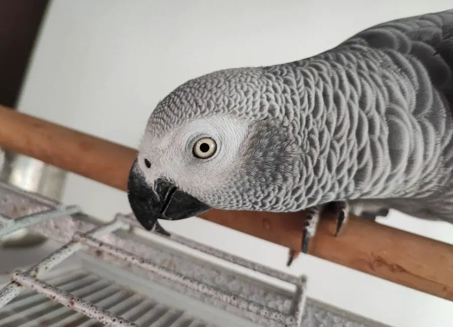 How Long Can African Grey Parrots be Left Alone