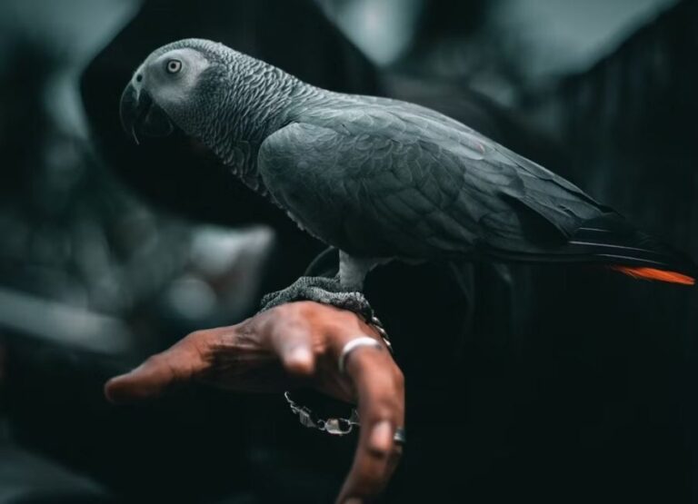 Are African Greys Good for Beginners [Our Opinion]