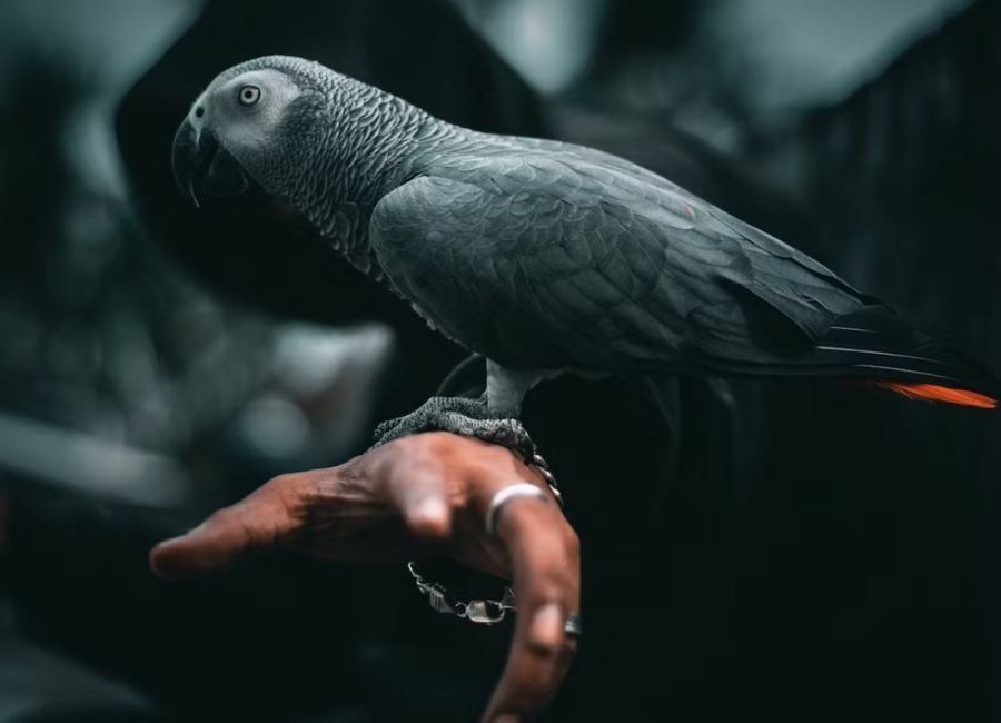 Are African Greys Good for Beginners