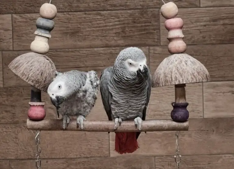 How to Tell if African Grey is Male or Female [11 Hints]