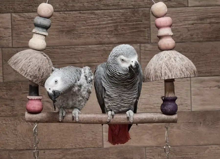How to Tell if African Grey is Male or Female