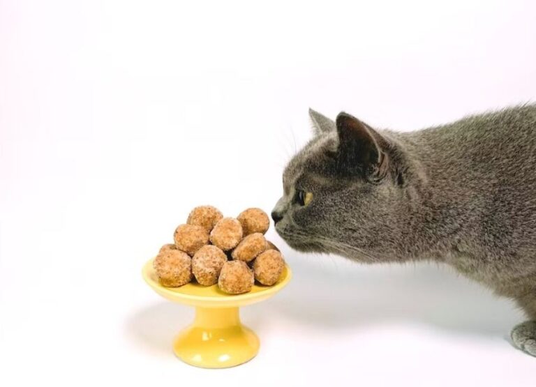 What to Feed a Cat with Diarrhea and Vomiting [Hints]