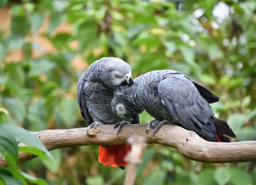 How Do African Grey Parrots Show Affection