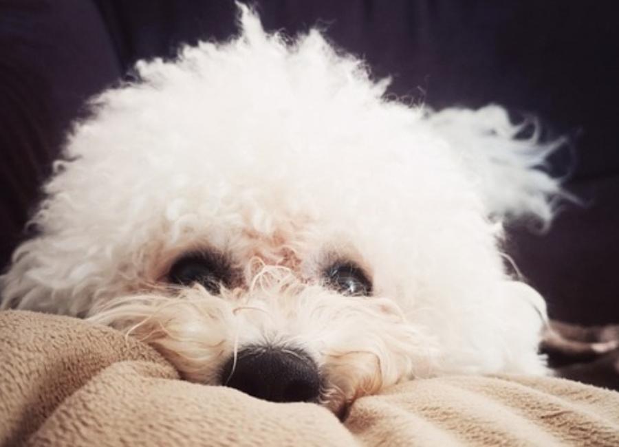 Bichon Frisé Old Age Problems